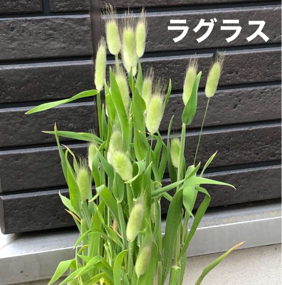 6個以上送料無料 ラグラス 種子30粒拍卖