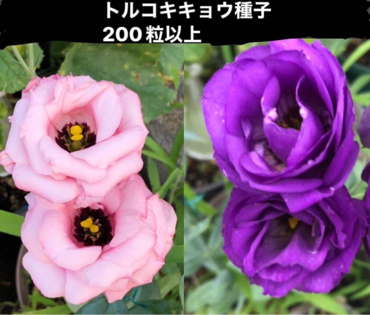 トルコキキョウ 2025年種子 約200粒拍卖