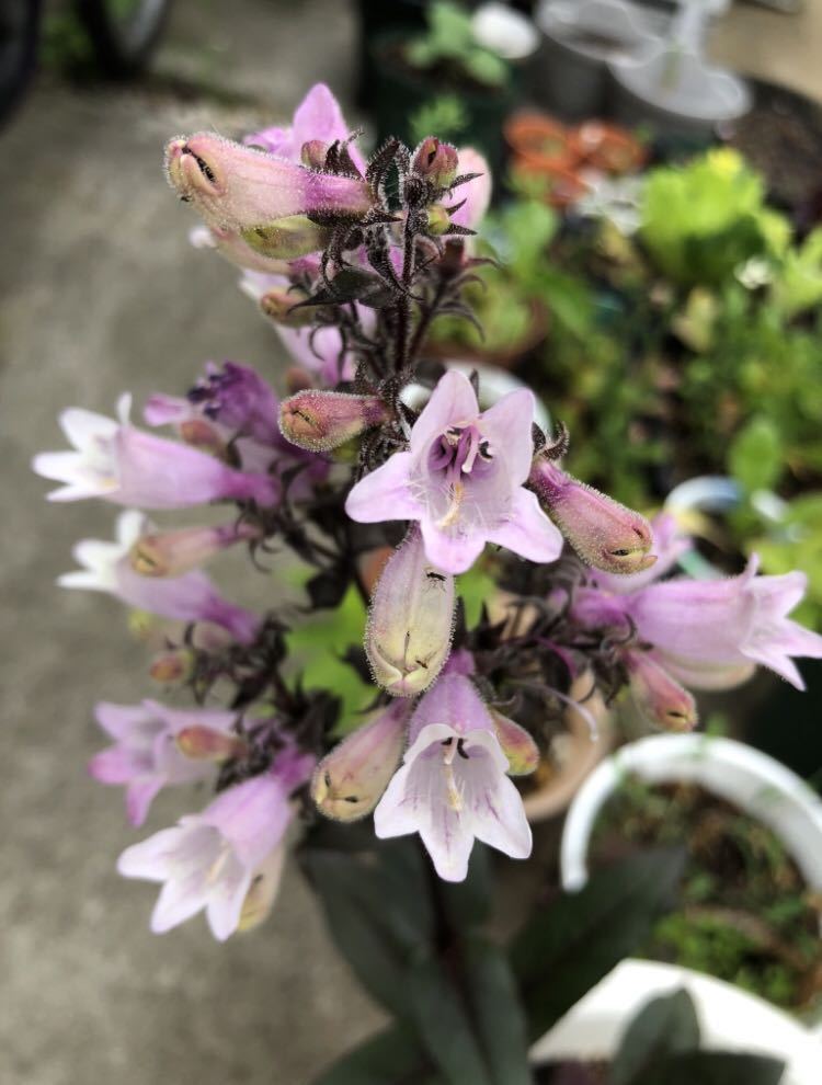 ペンステモン 種子 0.1ml 約150粒拍卖