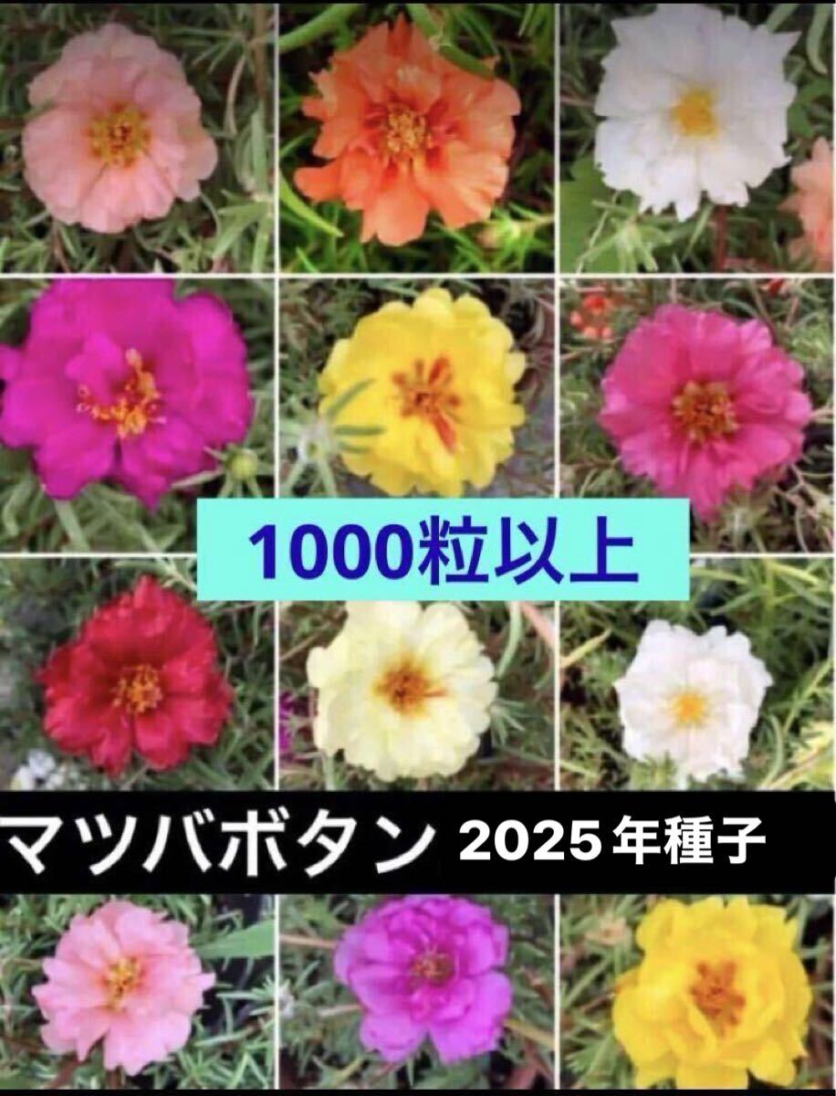 新しい種子に変わりました。2025年採取 マツバボタン 八重咲き松葉牡丹 種子 たね 約0.05g タネ拍卖