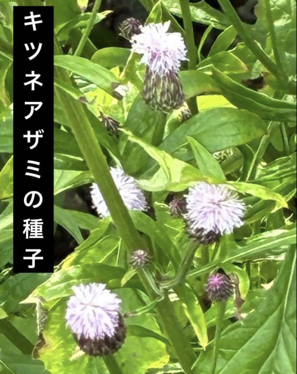 キツネアザミ種子 35粒  山野草の種 雑草のたね拍卖