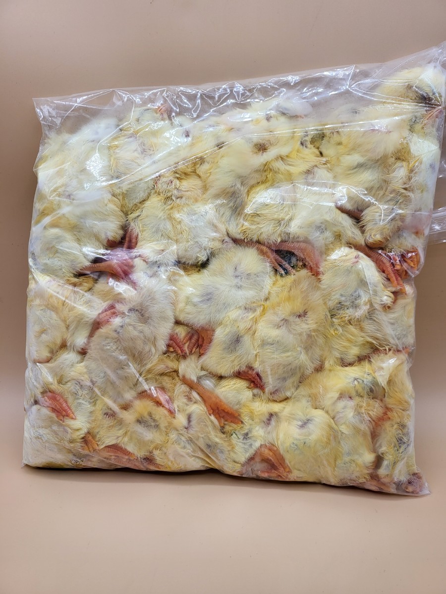 【送料無料・クール便発送】国産冷凍ひよこ(雛) 480羽入り 猛禽類・爬虫類・魚類用エサ(フクロウ・タカ・大型トカゲ・ヘビ・大型魚等)拍卖