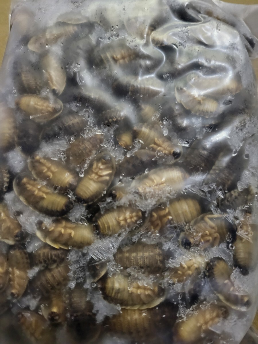 【送料無料】冷凍デュビア MSサイズ 約300匹程度(2cm~2.5cm)×13個セット拍卖