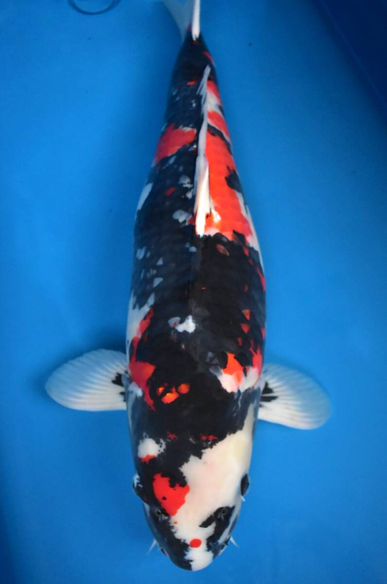 asahinisikiアウトレット1000円スタートセール!!大日産 昭和三色 4歳68cm メス 生産証明書付 錦鯉 10-3☆拍卖