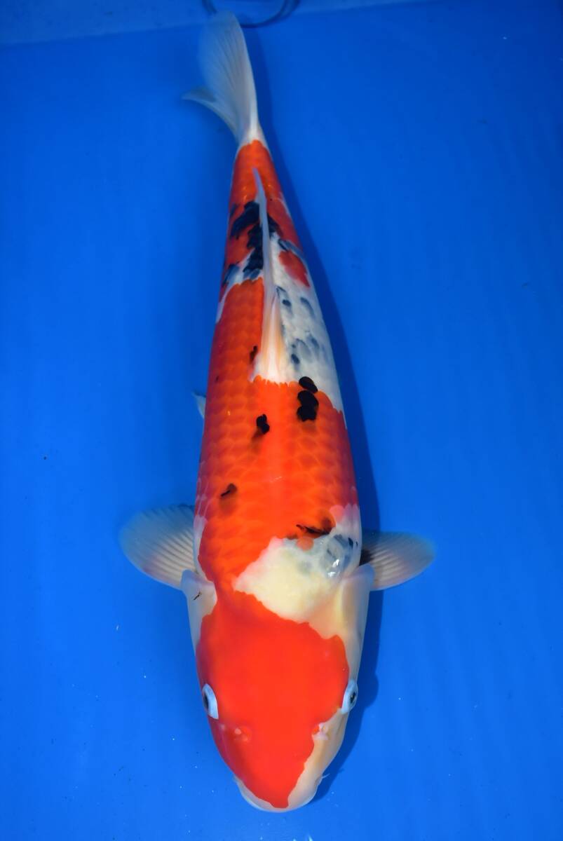 asahinisiki 1000円スタートセール!!丸堂産 大正三色 2歳48cm オス 錦鯉 10-9 ☆拍卖