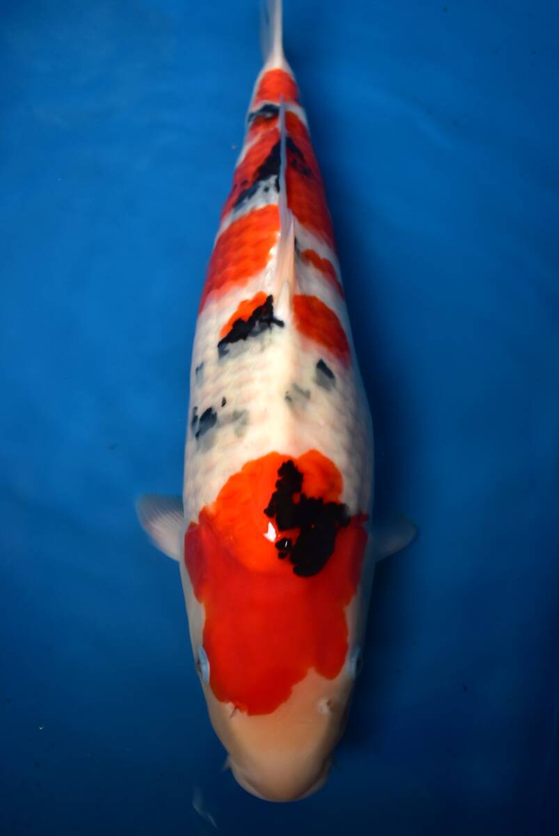 asahinisiki 1000円スタートセール!!丸堂産 大正三色 2歳51cm メス 生産証明書付 錦鯉 10-9 ☆拍卖