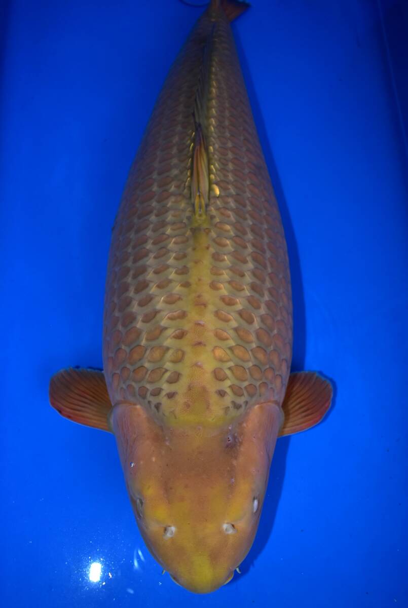asahinisiki!お引き取り限定!!1000円スタートセール!!☆阪井産 茶鯉 5歳78cm メス 錦鯉 10ー1☆拍卖