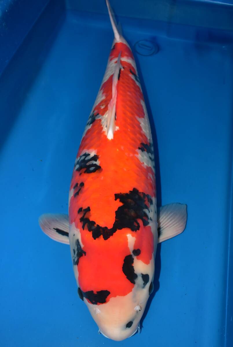 asahinisiki!お引き取り限定!!アウトレット1000円スタートセール!!☆上野産 昭和 7歳84cm メス 錦鯉 10ー2☆拍卖