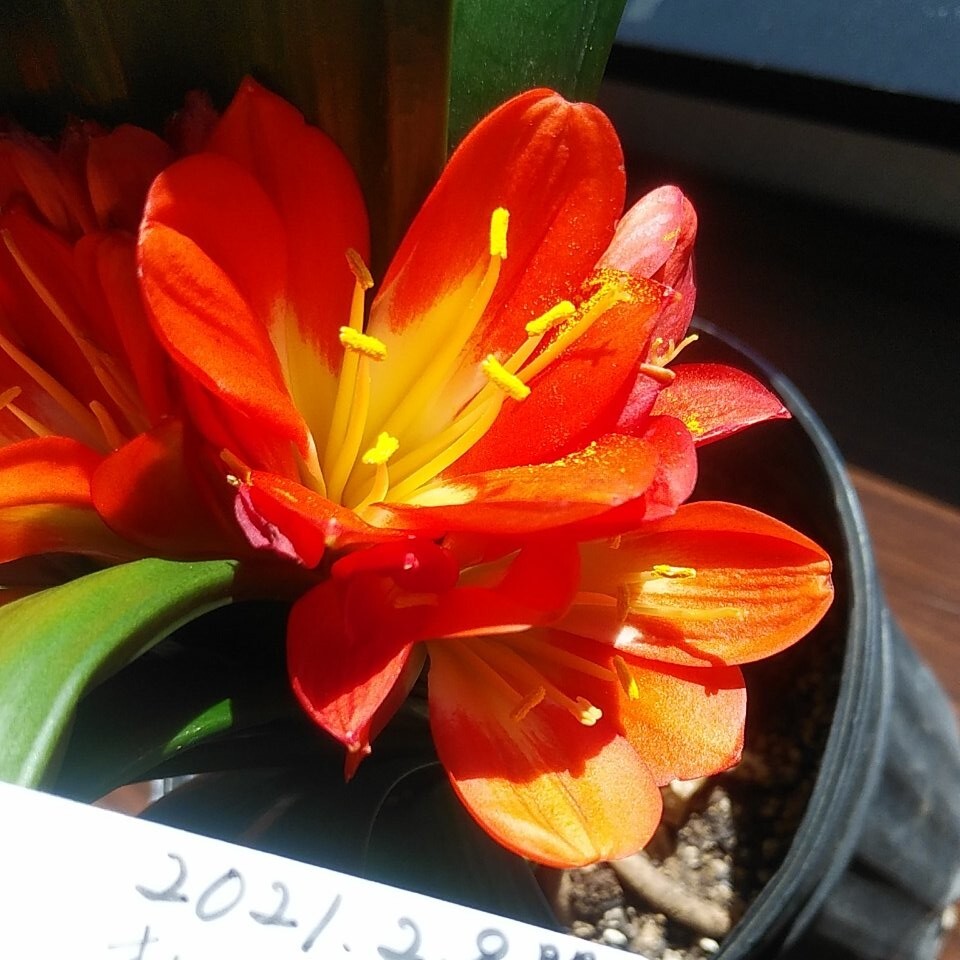 №8 ちょっと赤みの強いオレンジのダルマ系クンシラン・君子蘭(割子)拍卖