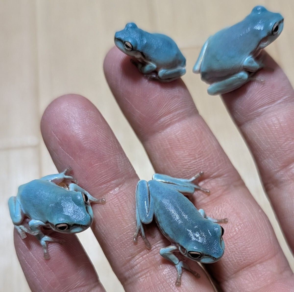 イエアメガエルアメージングブルー☆ブルー♂×色変エクリプスアイ♀から産まれた極上自家繁殖個体±4〜5cmランダム2匹拍卖