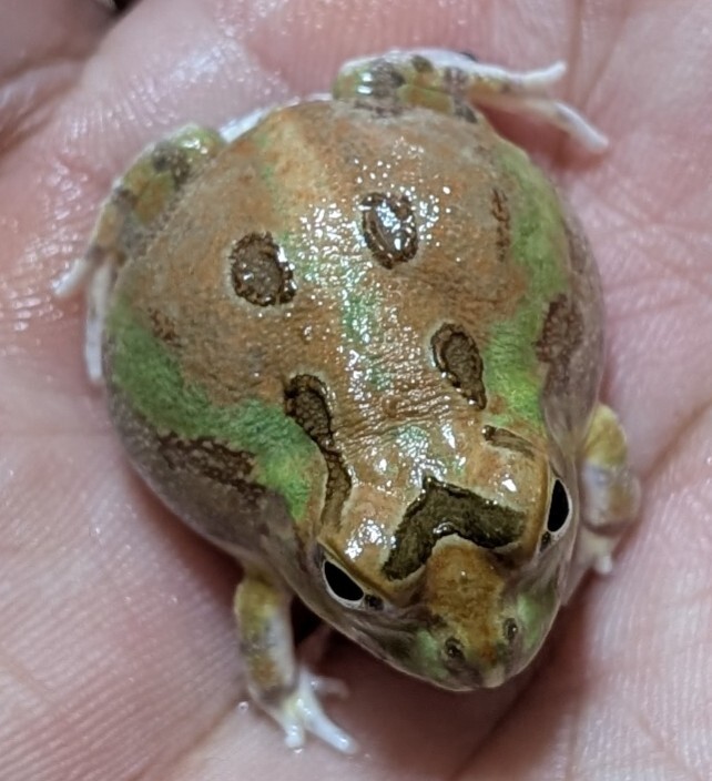 ボリビアチャコガエルハイオレンジ☆親のカラーをシッカリと受け継いだ魅力的な色彩の将来有望な超極上自家繁殖個体±3cm拍卖
