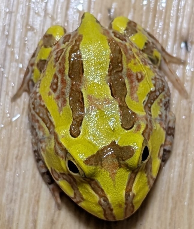 ホオコケツノガエルツーストライプ☆出現率が極めて低い背中のブロッチが繋がりストライプ状となった将来有望な極上自家繁殖個体b±3cm拍卖