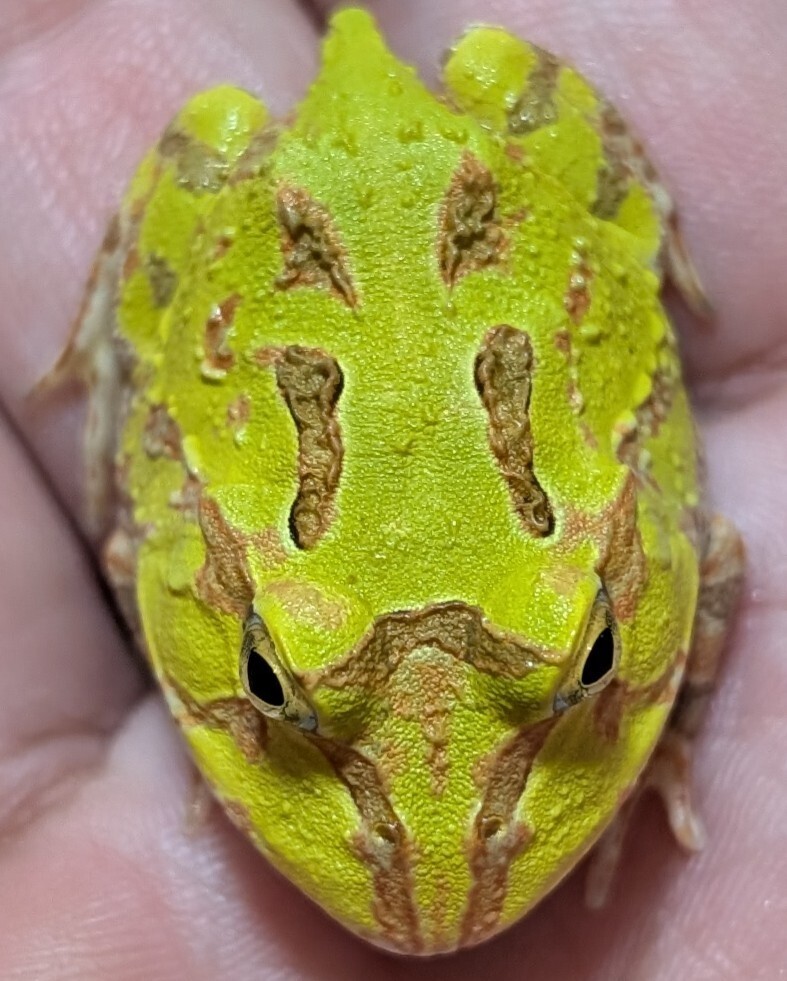 ホオコケツノガエルイエローグリーン☆出現率が極めて低い黄色みがかった緑ボディが魅力的な将来有望な極上自家繁殖個体b±3.5cm拍卖