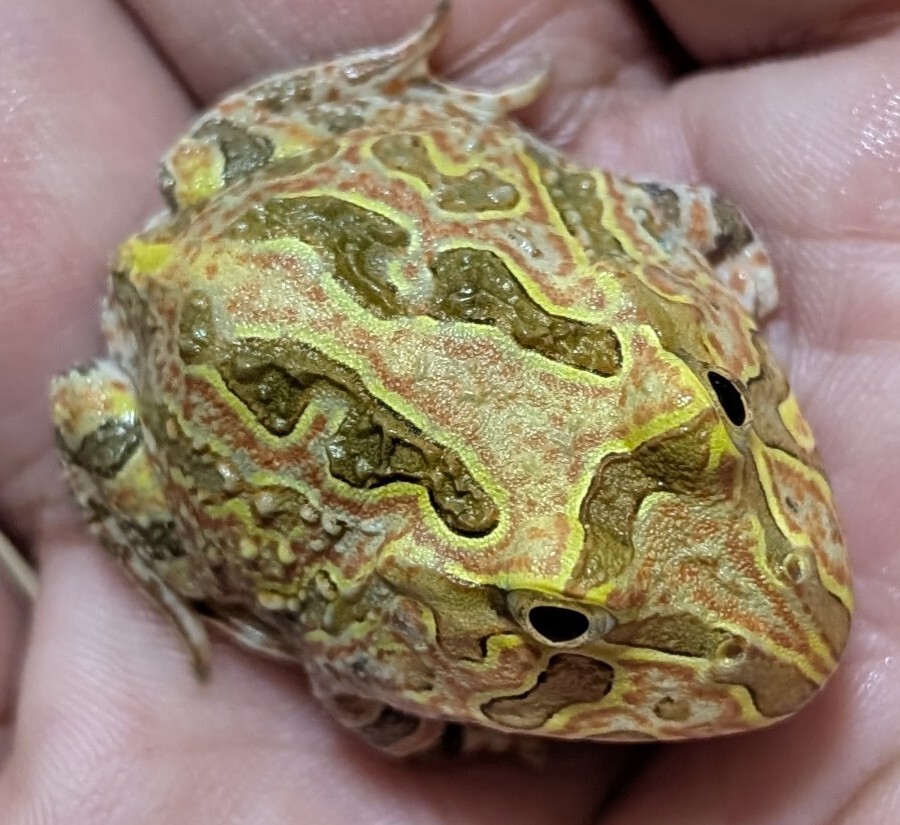 ホオコケツノガエルマーブルカラー☆出現率が極めて低いマーブルカラーのボディが魅力的な将来有望な極上自家繁殖個体e±3.5cm拍卖