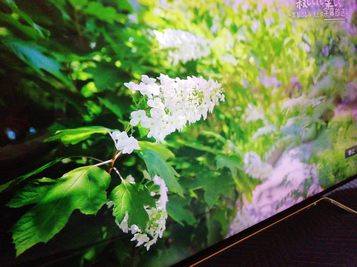 4K HDR 迫力映像美 フラッグシップ レグザ50Z810X タイムシフト録画機能 他拍卖