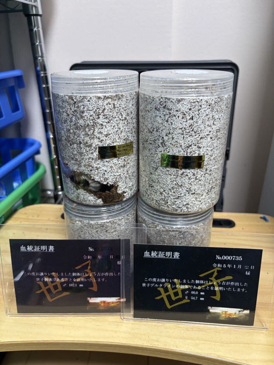 スマトラヒラタ 世子×世子デルタ 幼虫4頭拍卖