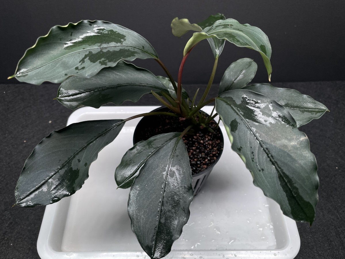 【2周年記念】Bucephalandra モトレイアーナ Padawan 「漢」拍卖