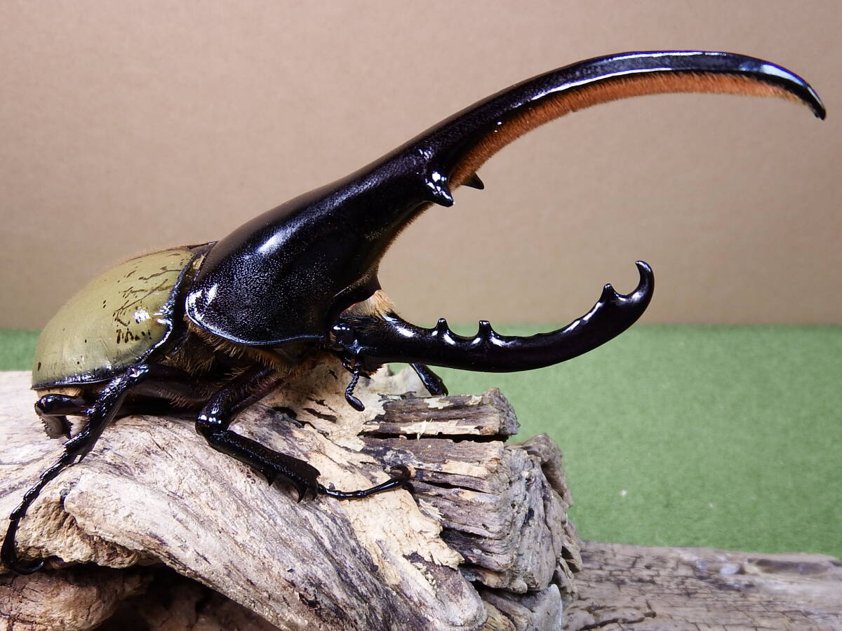 DHヘラクレス ♂144mm ヘラクレスオオカブト拍卖