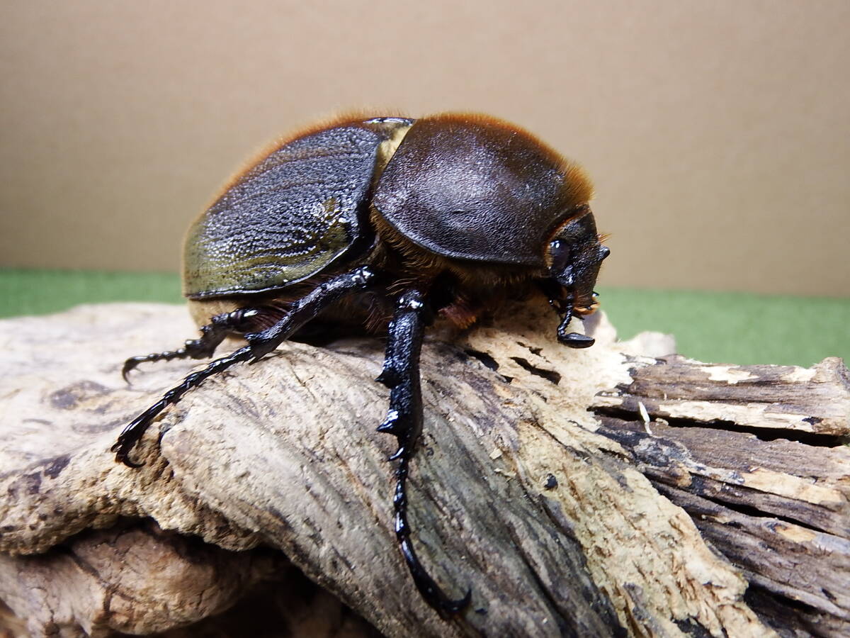 DHヘラクレス ♀3匹 72mm 68mm 70mm ヘラクレスオオカブト拍卖