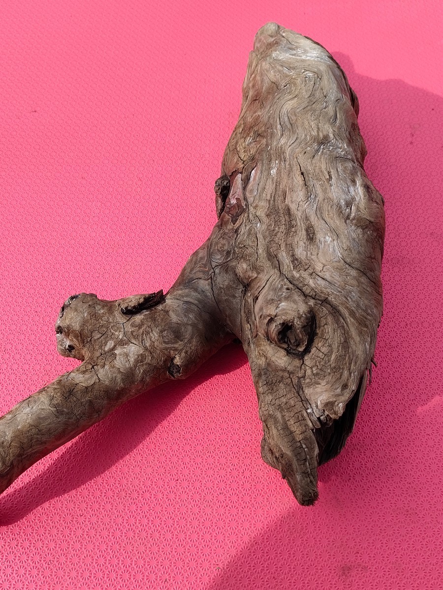 北海道産流木(海で採取)83cm アクアリウム、テラリウム、鑑賞、爬虫類、置物、オブジェ、 玄関飾り 水槽、1点物拍卖