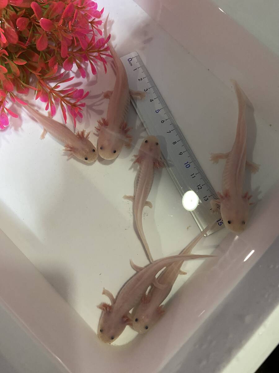 10匹 白5黒5ずつ ウーパールーパー 自家繁殖 ブリード個体 10センチ以上の個体 メキシコサラマンダー 即決で各1匹ずつオマケあり拍卖