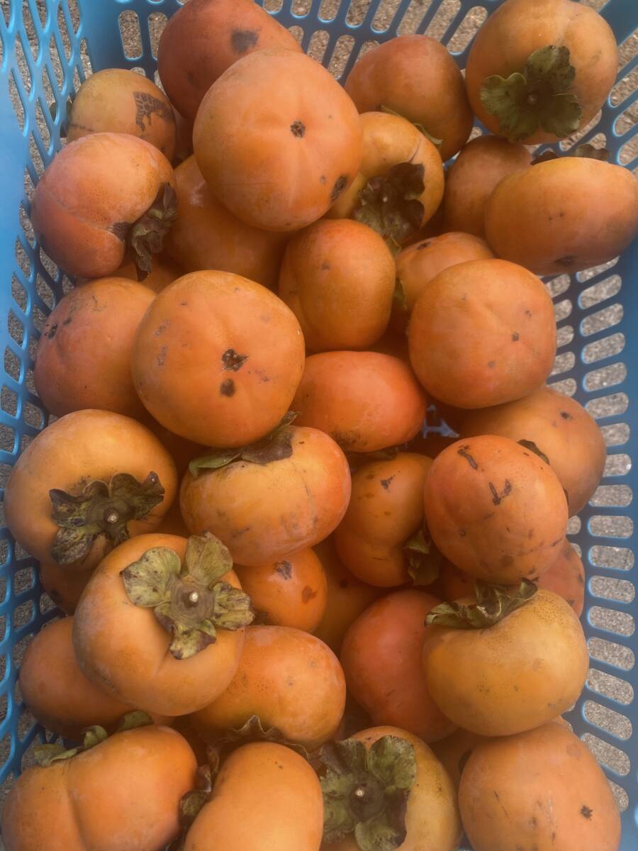 次郎柿 1.3キロ 京都産拍卖