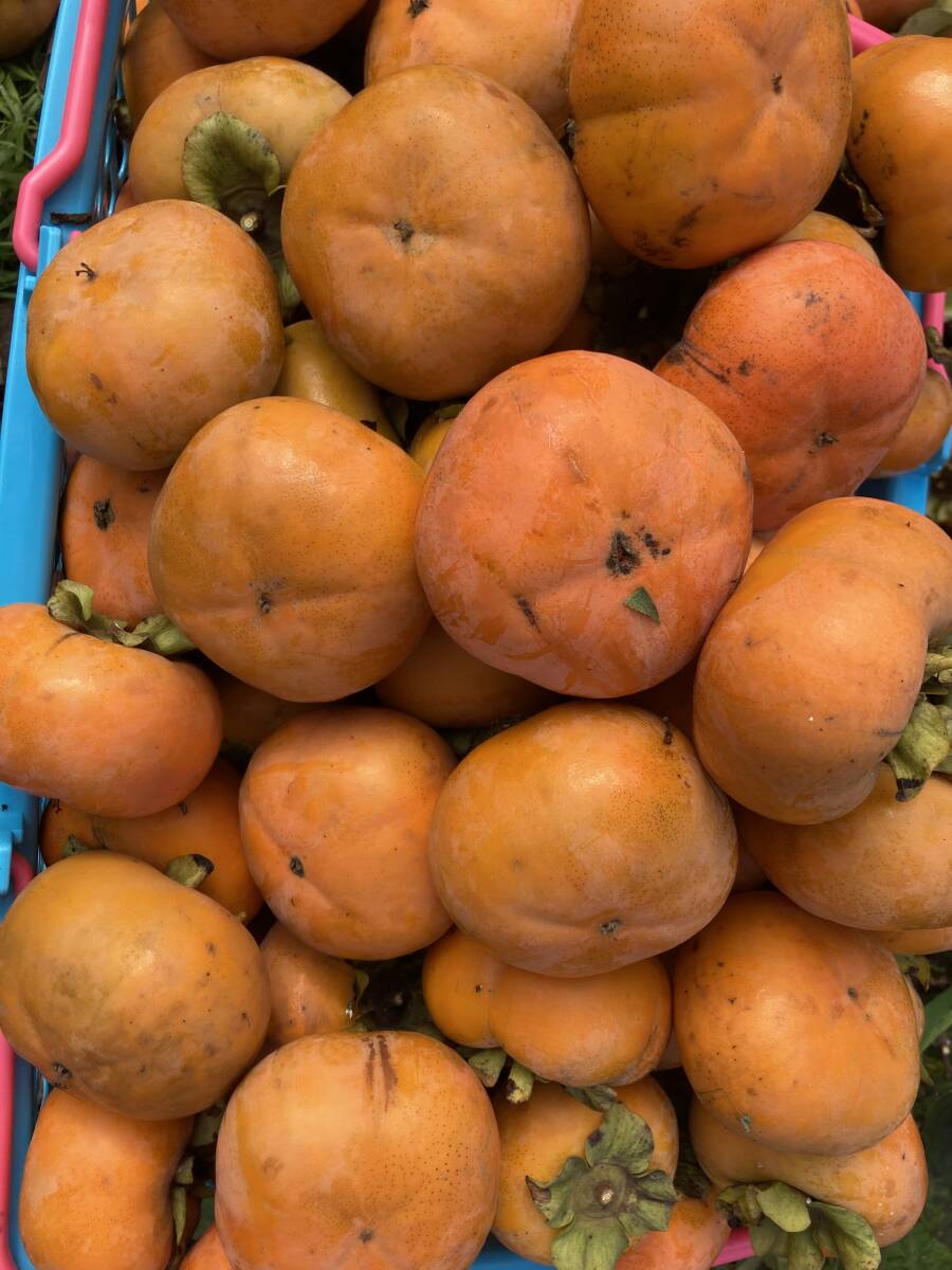 次郎柿 甘柿 6.5キロ 京都産拍卖