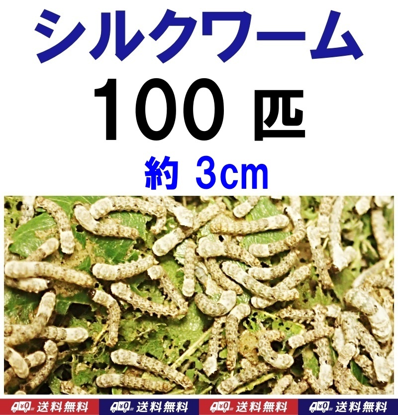【送料込】シルクワーム 100匹 約3cm  カイコ 蚕の幼虫拍卖