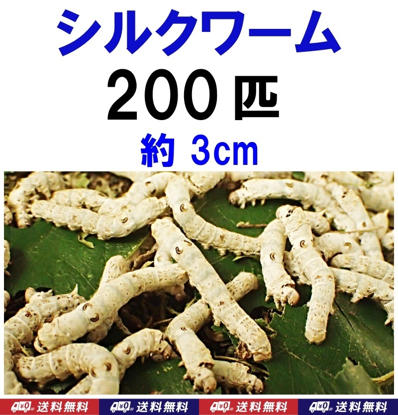 【送料込】シルクワーム 200匹 約3cm  カイコ 蚕の幼虫拍卖