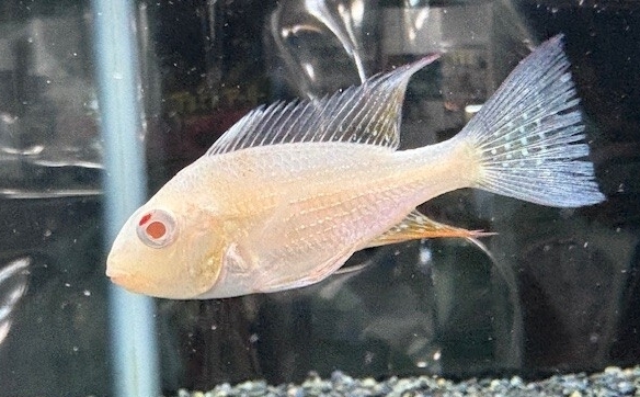 アルビノ アカリクティスヘッケリー 約5〜6cm(ストック期間で変化します) ※一部地域は発送不可拍卖