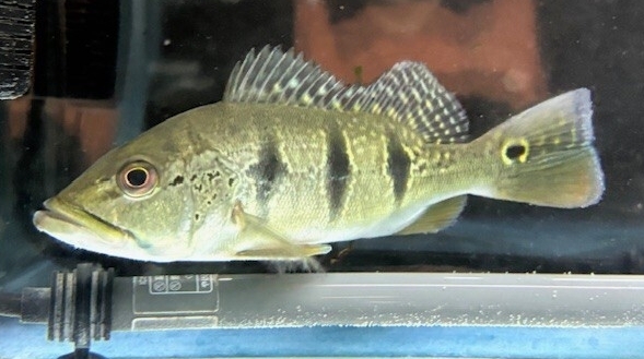 キクラ・オリノセンシス② 約20cm(ストック期間で変化します) ※一部地域は発送不可拍卖