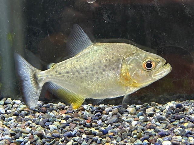 ブラックピラニア 約11cm(ストック期間で変化します) ※一部地域は発送不可拍卖