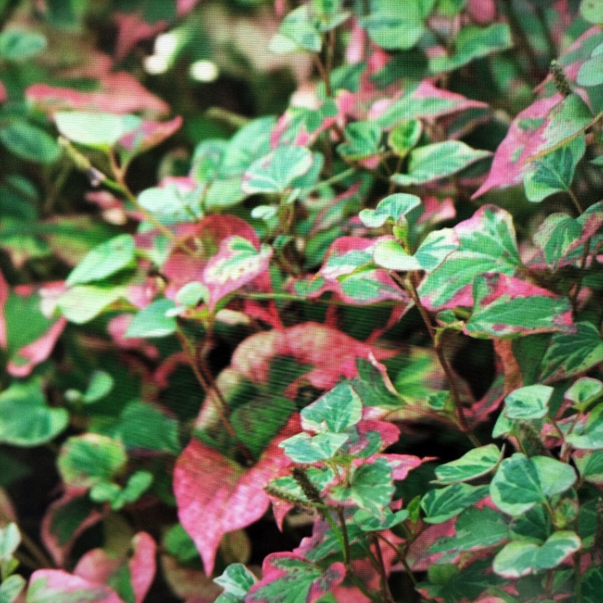 ★ 五色ドクダミ12本 ★拍卖