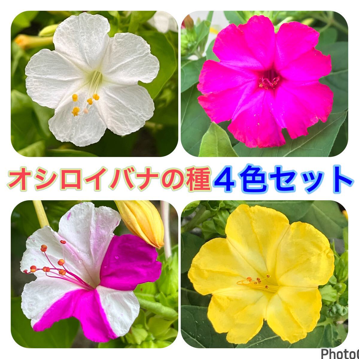オシロイバナの種(4色セット) 20粒  花の種 カラフル かわいい カワイイ拍卖