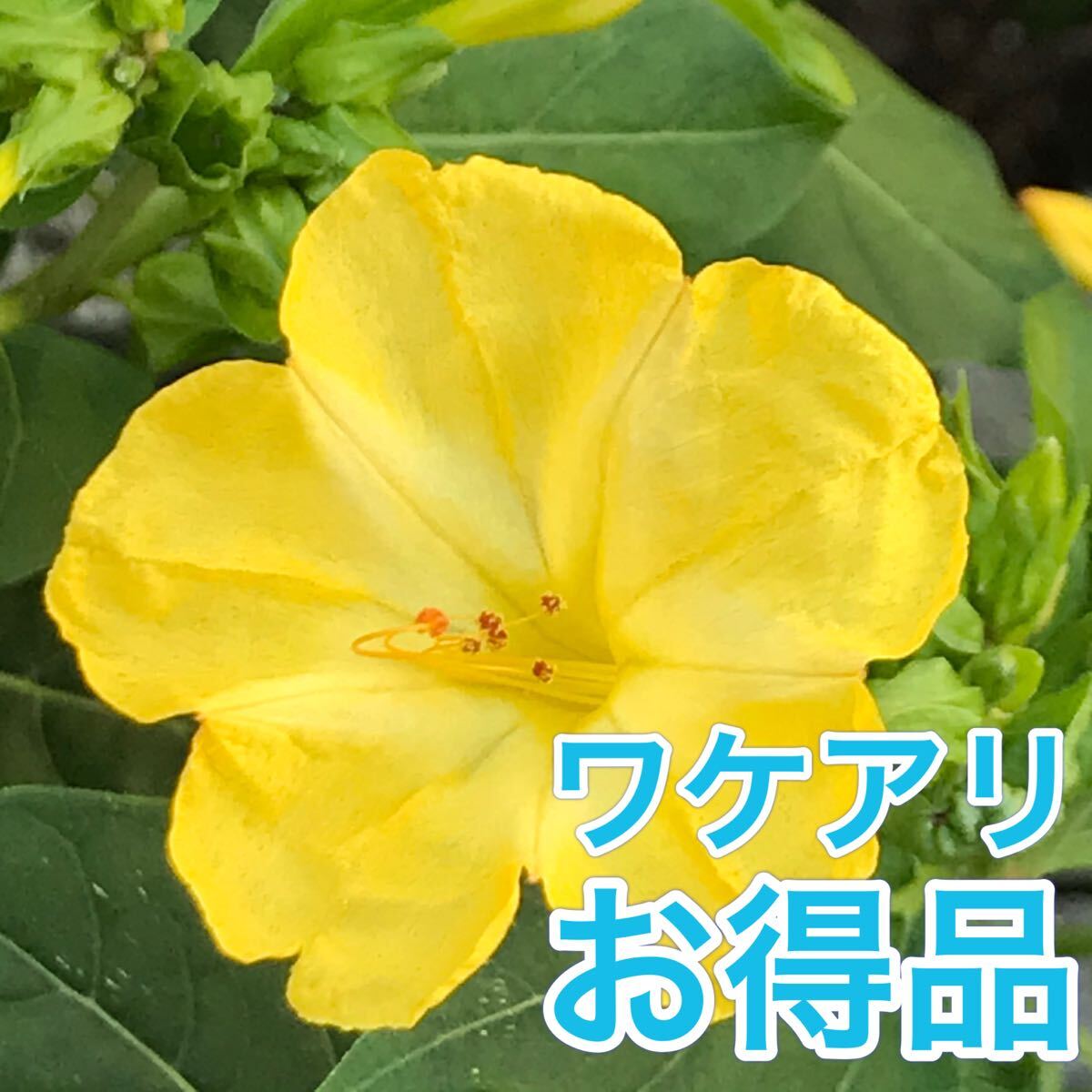 【ワケアリ】オシロイバナの種(黄) 30粒     花の種拍卖