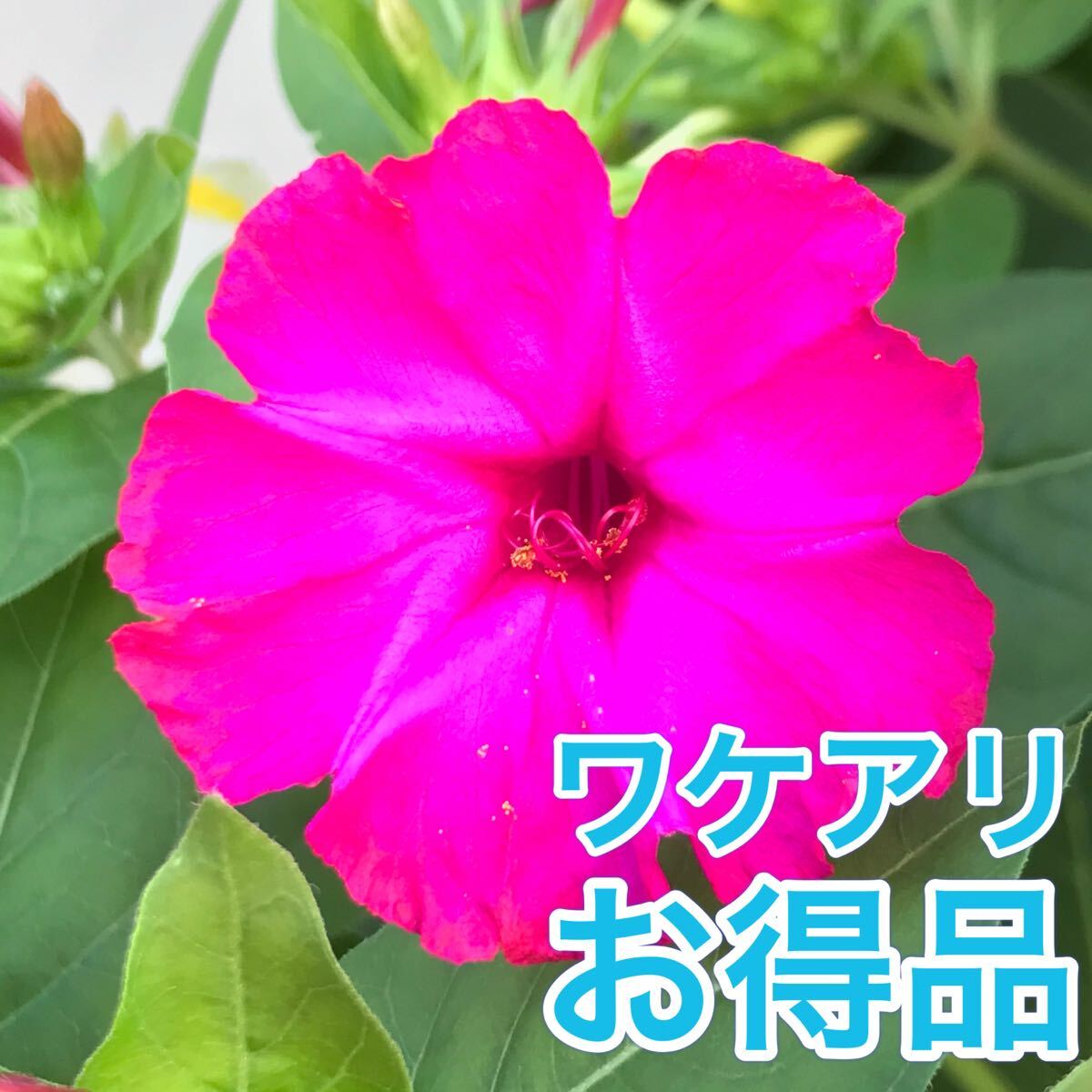 【ワケアリ】オシロイバナの種(濃いピンク) 30粒     花の種拍卖