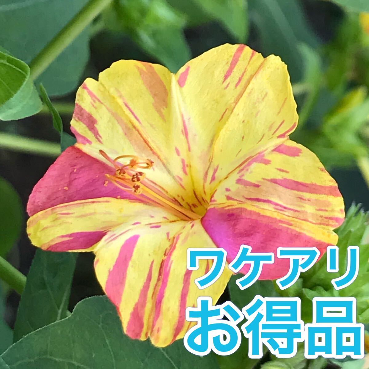 【ワケアリ】オシロイバナの種(黄×赤) 30粒     花の種拍卖