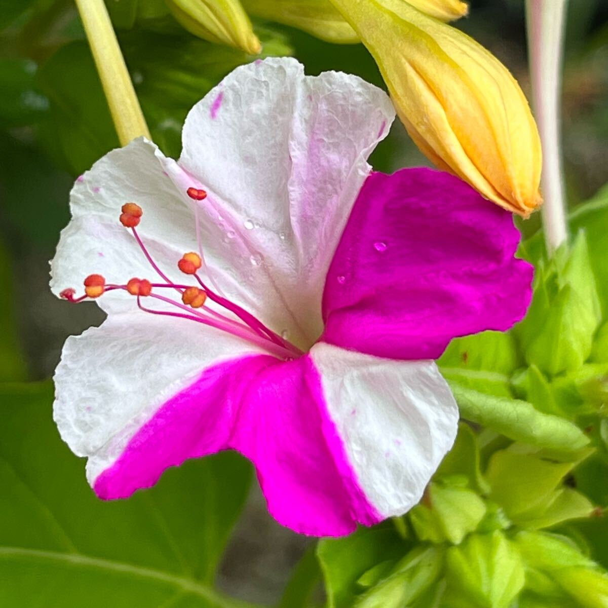 オシロイバナの種(白×ピンク) 20粒     花の種 カラフル カワイイ拍卖