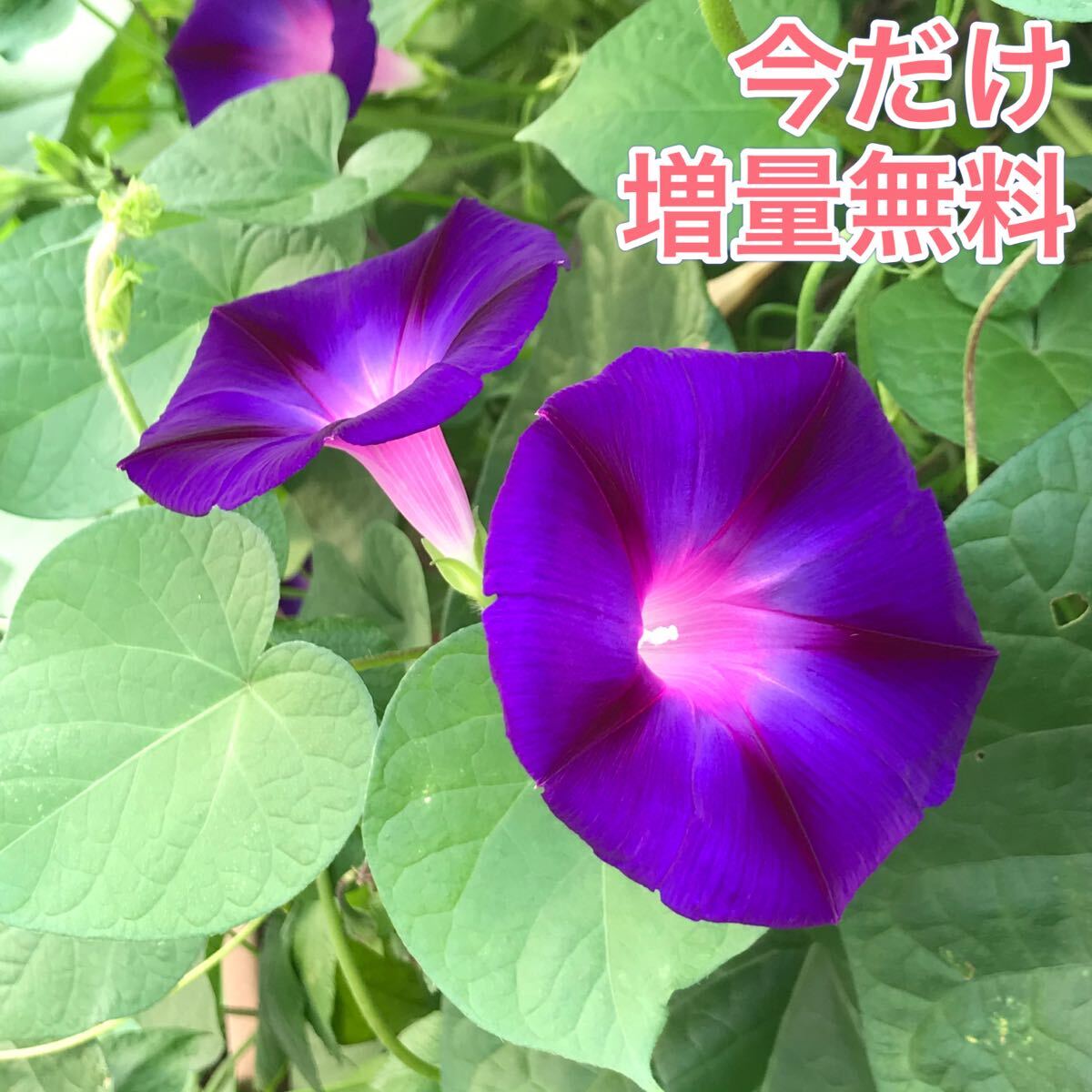 アサガオの種 30粒    あさがおの種 朝顔の種 花の種拍卖
