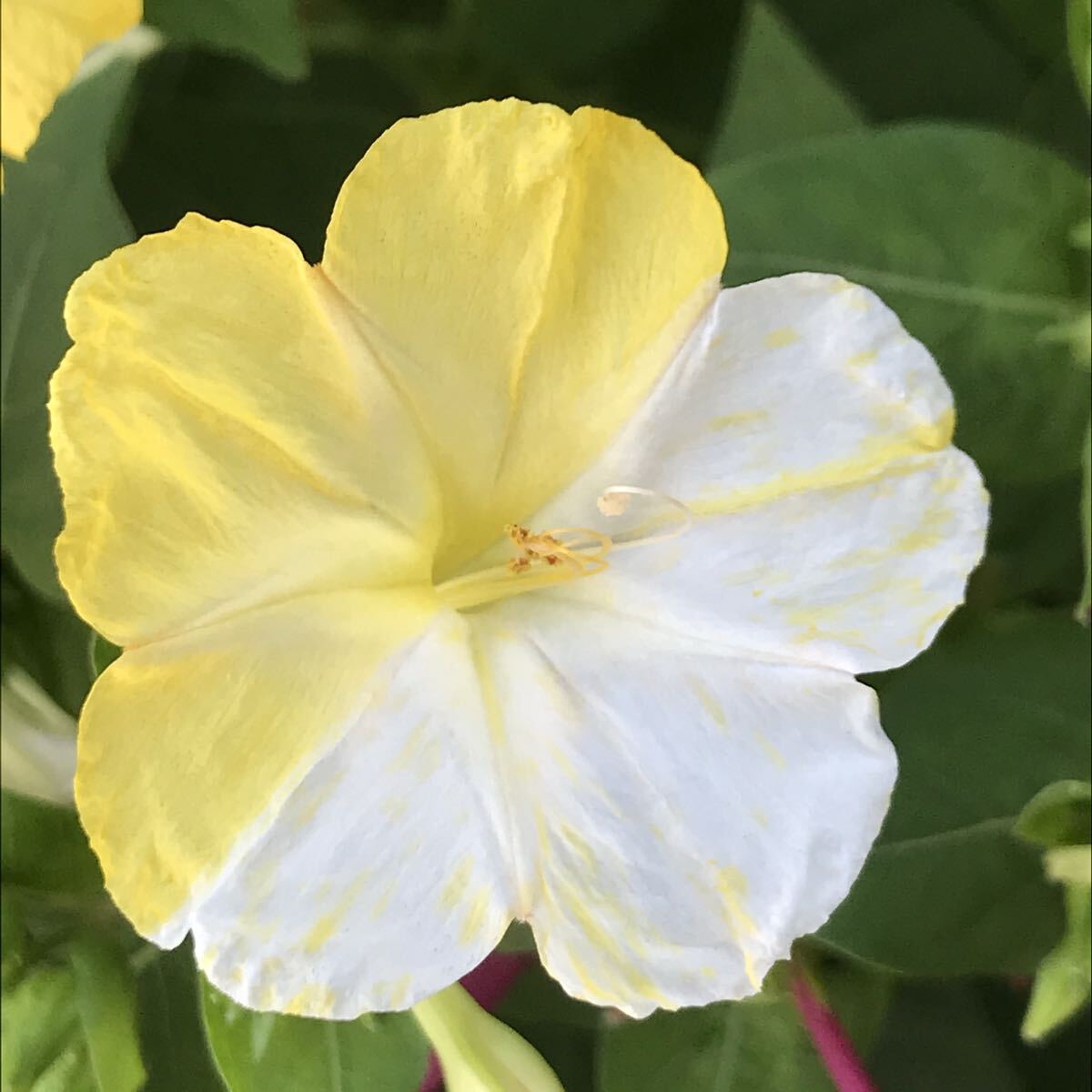 オシロイバナの種(白×黄) 20粒     花の種 カラフル カワイイ拍卖
