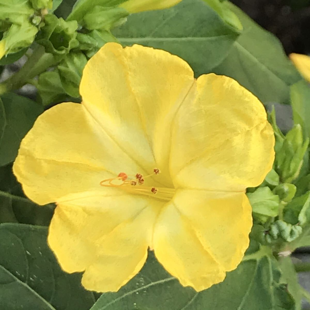 オシロイバナの種(黄) 20粒     花の種 カワイイ拍卖