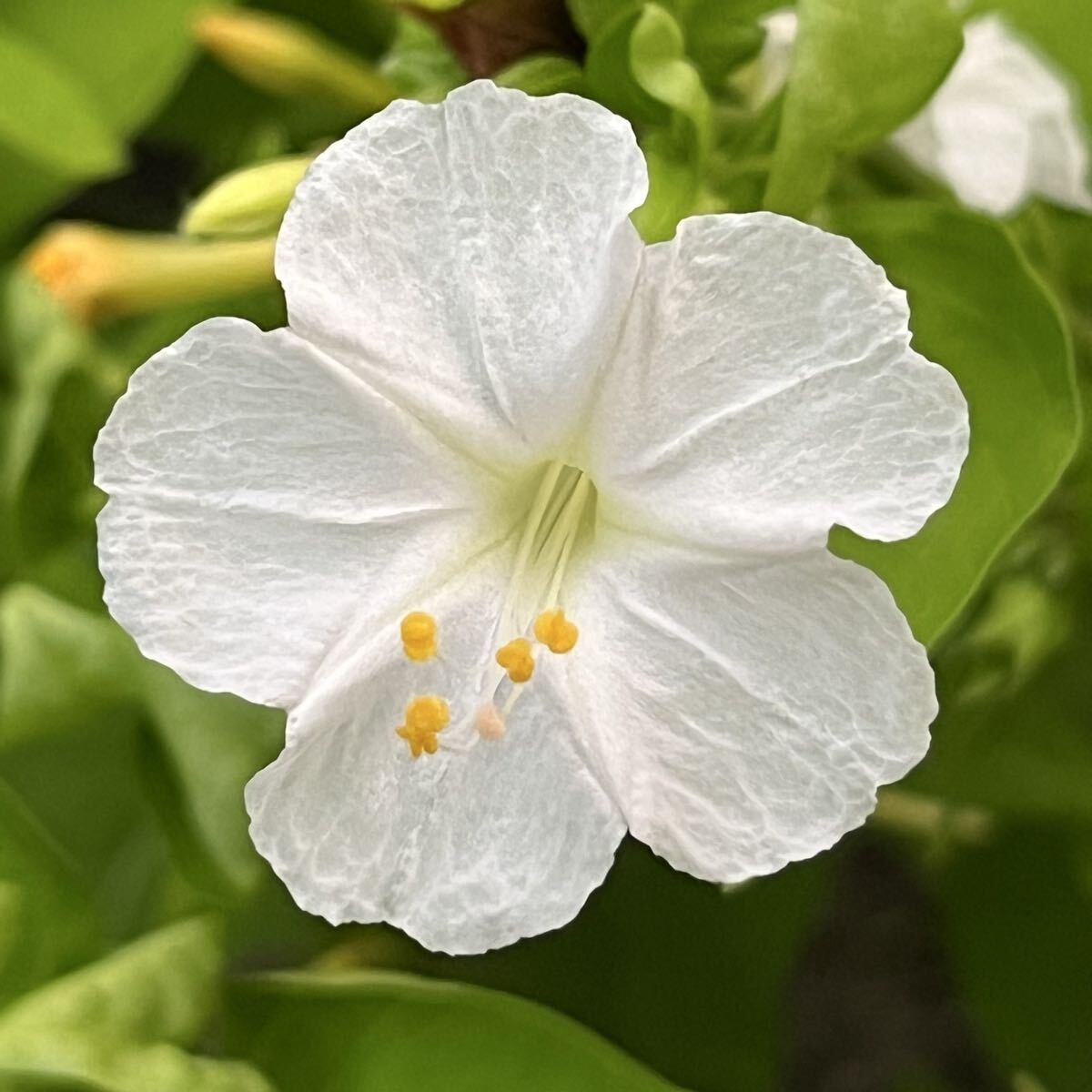 オシロイバナの種(白) 20粒     花の種 カワイイ拍卖