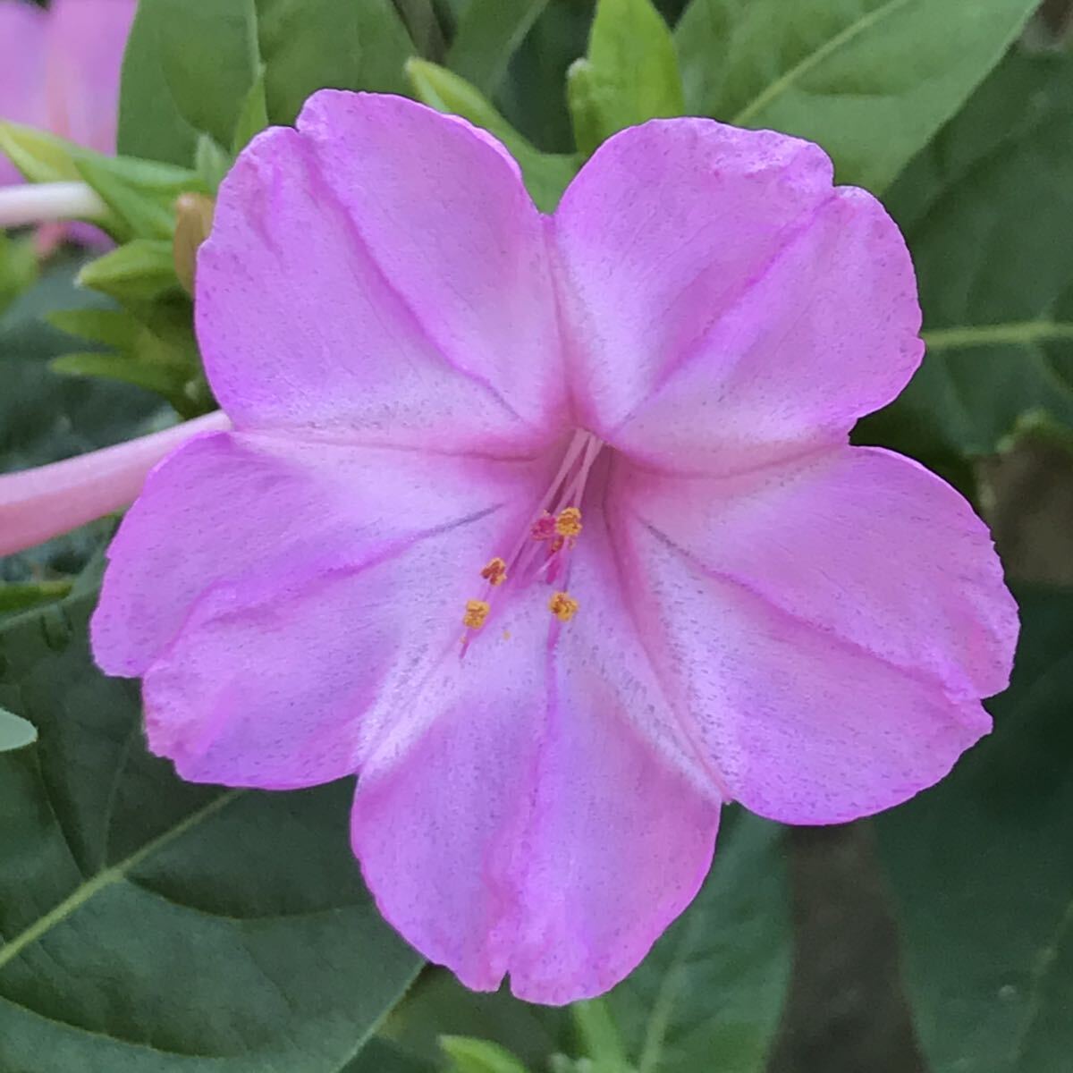 オシロイバナの種(ピンク) 20粒     花の種 かわいい拍卖