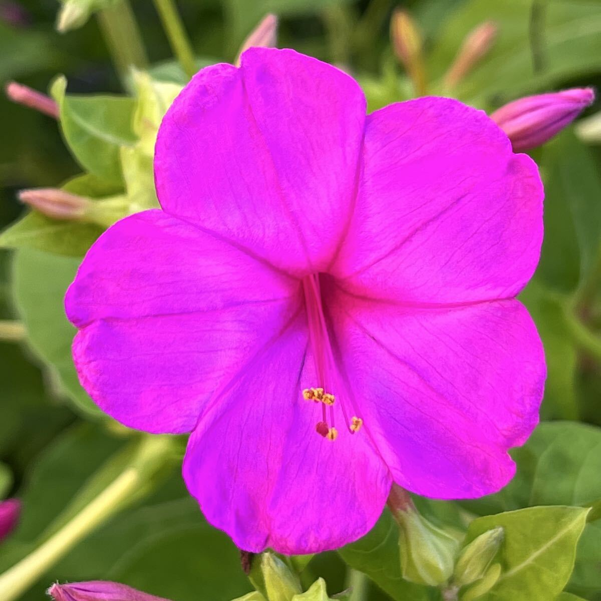 オシロイバナの種(やや濃いピンク) 20粒     花の種 かわいい拍卖