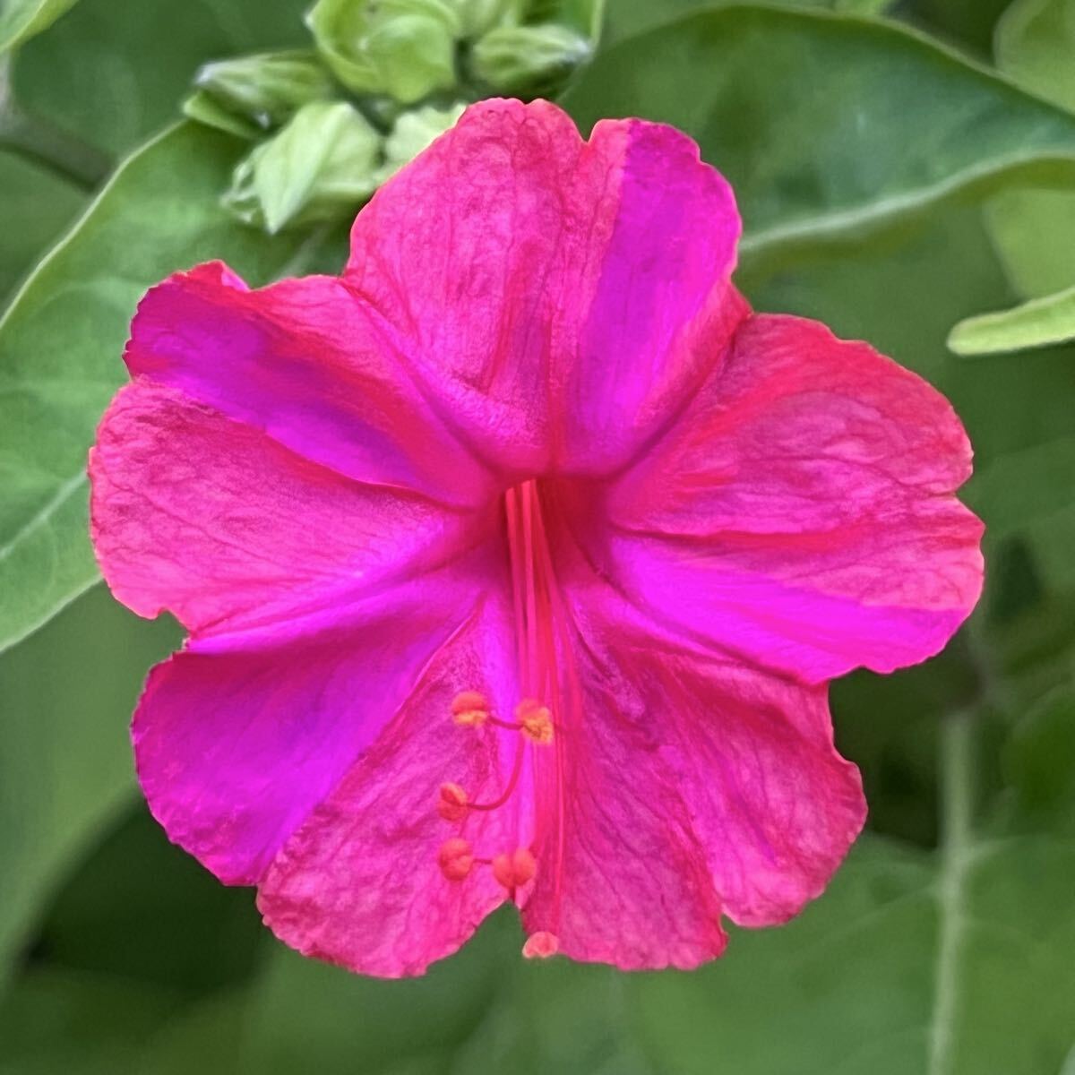 オシロイバナの種(紅色) 20粒     花の種 カラフル カワイイ拍卖