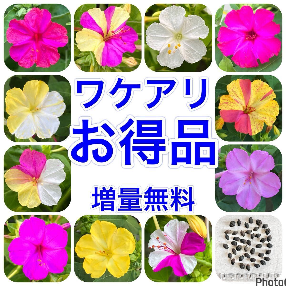 【ワケアリ】 オシロイバナの種 40粒 色不明 お得品 花の種 拍卖