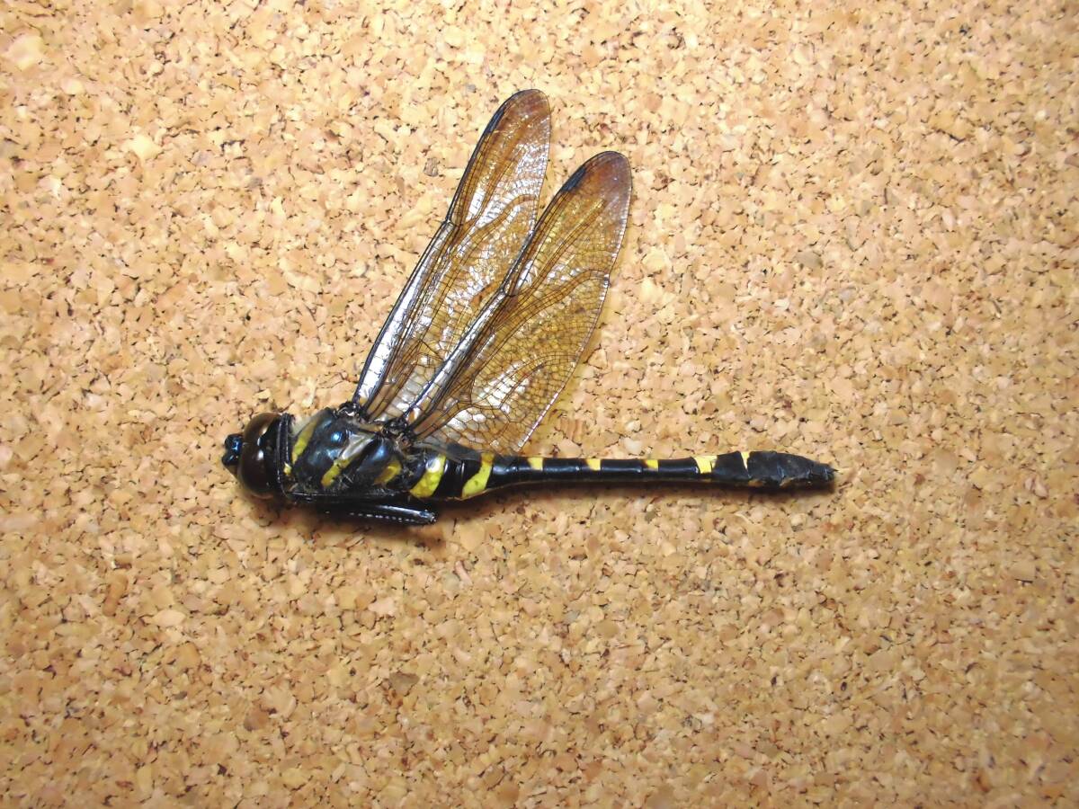 オオヤマトンボ ♀ 雌 メス ヤンマ とんぼ トンボ 昆虫 標本 東京産 検) 原色日本昆虫図鑑 ネアカヨシ ヤブ マルタン ヤンマ クロスジギン拍卖