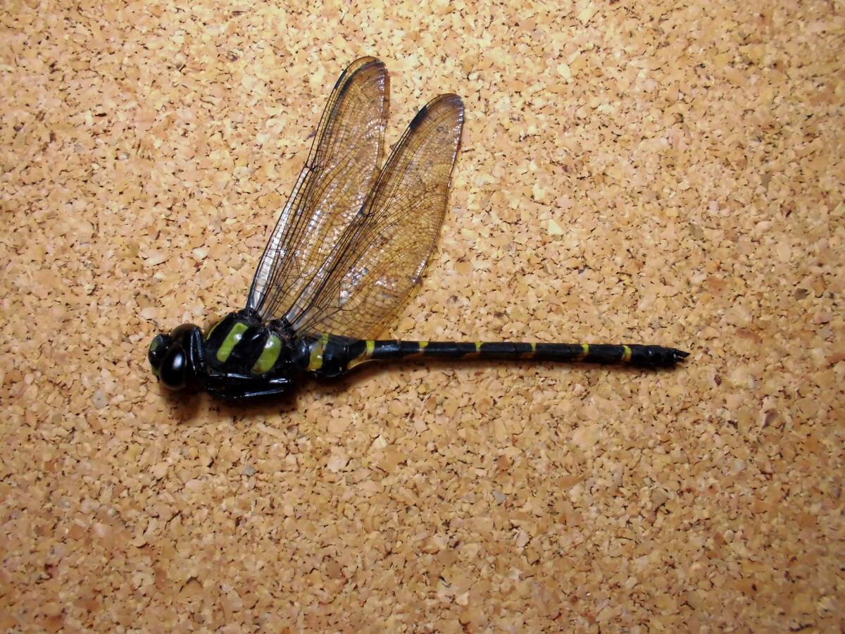 オニヤンマ ♂ 雄 ヤンマ とんぼ トンボ 昆虫 標本 千葉県産 検) 原色日本昆虫図鑑 マルタンヤンマ ヤブヤンマ クロスジギンヤンマ拍卖