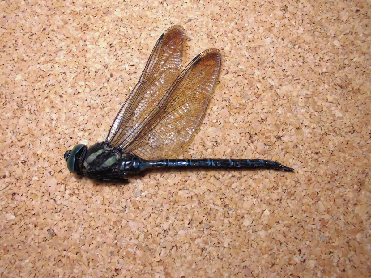 オオルリボシヤンマ ♂ 雄 おす ヤンマ とんぼ トンボ 昆虫 標本 検) 原色日本昆虫図鑑 マルタンヤンマ ネアカヨシヤンマ ヤブヤンマ拍卖