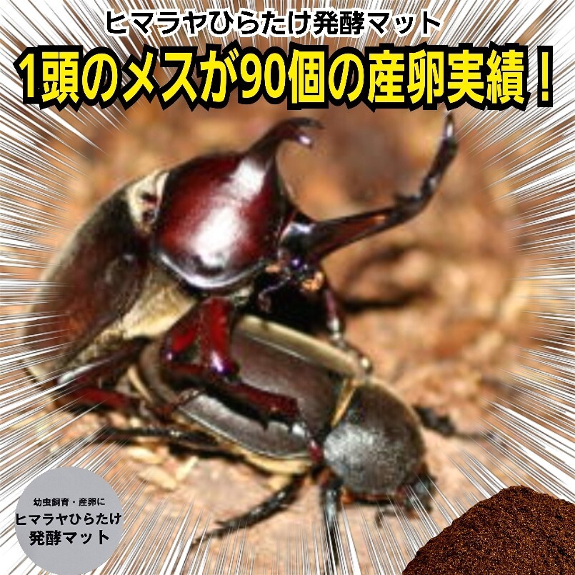 1頭のメスが90個産卵! ヒマラヤひらたけ発酵マット 栄養価抜群!国産カブトムシ88ミリ羽化実績! クヌギ100% コバエ、雑虫がわかない拍卖